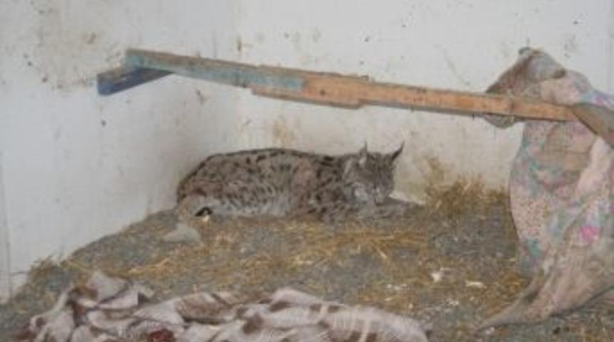 Avcılar Tarafından Vurulan Yaralı Vaşak Tedavi Altına Alındı