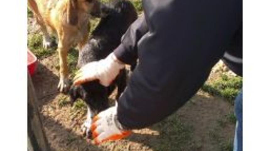 Sokak Hayvanları İzmit Zabıtası’nın Korumasında