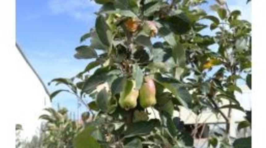 Elma Ağacı Ocak Ayında Meyve Verdi