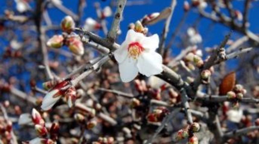 Bahar Gelmeden &Ccedil;i&ccedil;ekler A&ccedil;tı