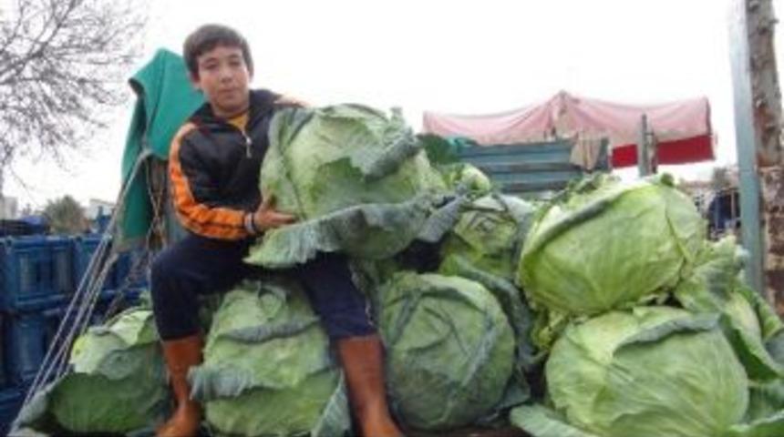 (&ouml;zel Haber) Yağmur G&ouml;ren Lahanalar Devleşti