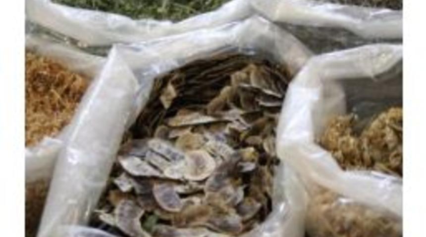 76 Yıldır Şifa Dağıtıyor