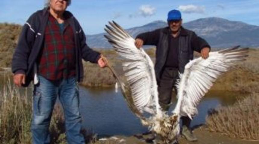 Nesli Tehlike Altındaki Kuşu Vurdular
