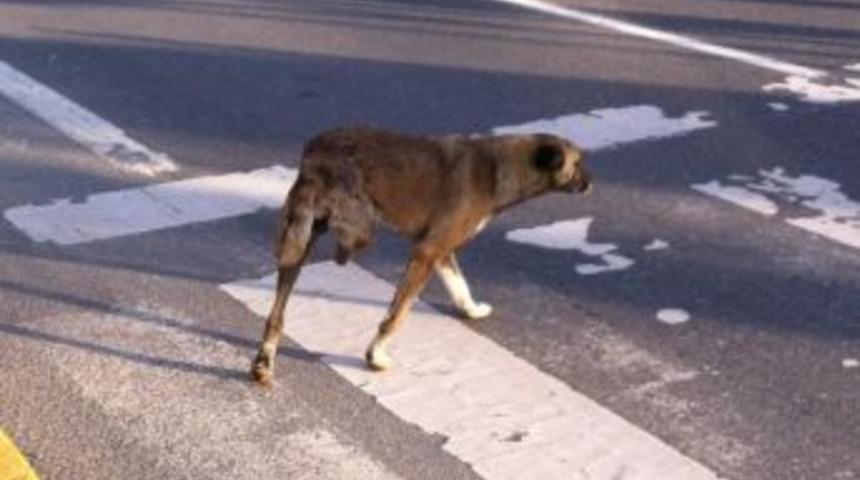 Üç Ayaklı Köpek Görenleri Şaşırtıyor