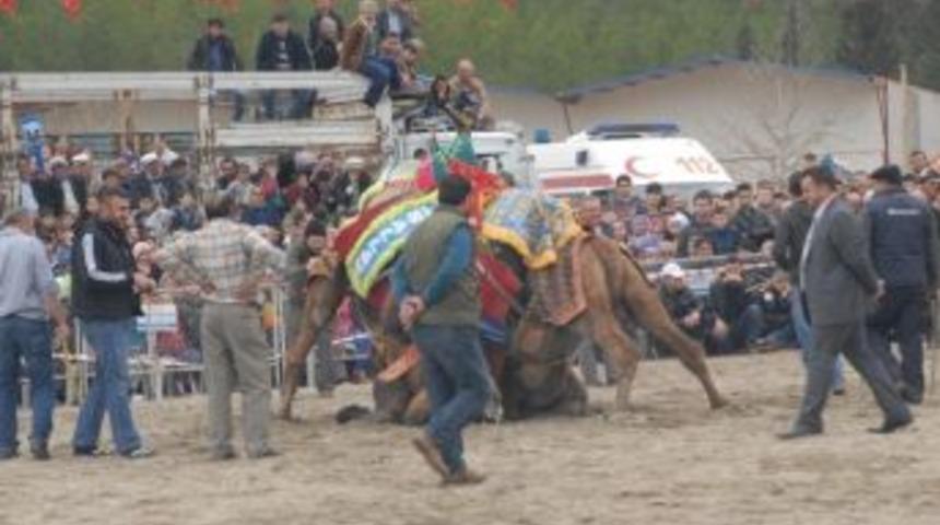 Deve G&uuml;reşi Arenasında Hayvansever Eylemi
