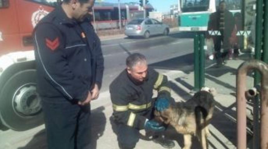 İtfaiye&rsquo;den K&ouml;pek Kurtarma Operasyonu