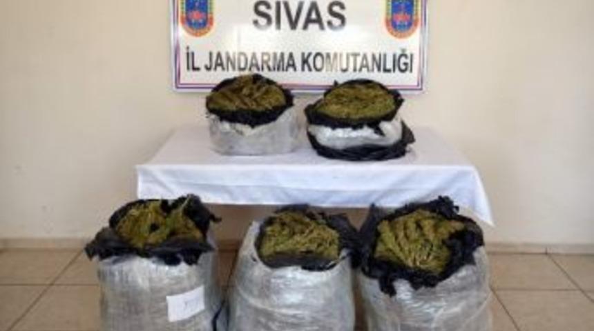 Sivas&rsquo;ta 100 Kilo Esrar Ele Ge&ccedil;irildi