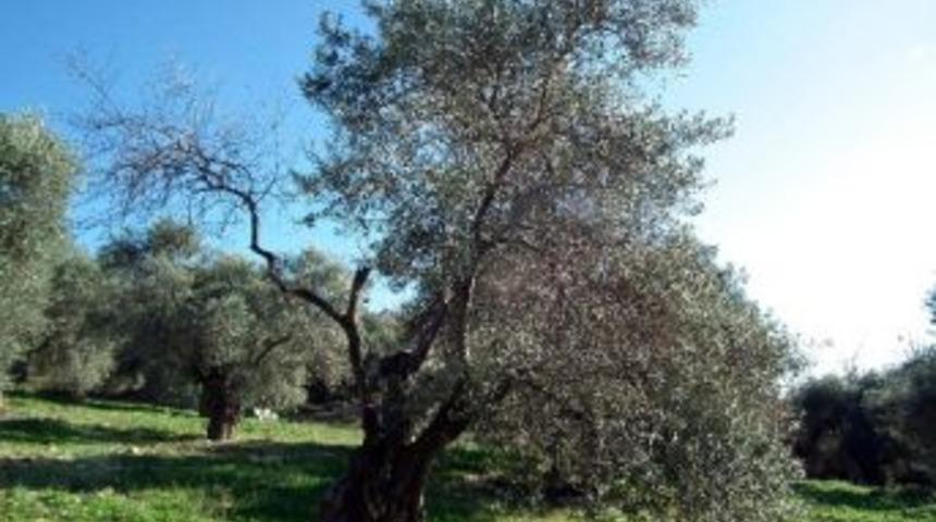 Zeytin Ağa&ccedil;ları Kuruma Tehdidi Altında