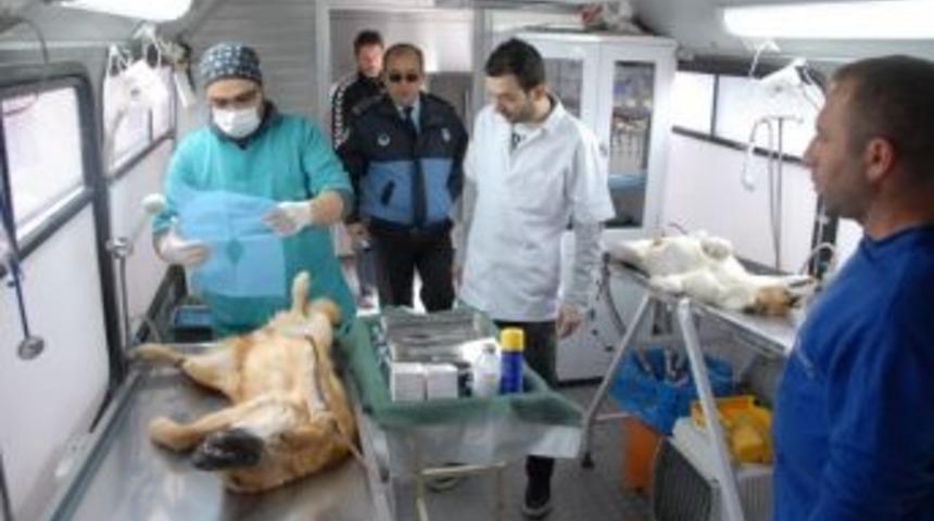 Yatağan'da Sokak K&ouml;pekleri Kısırlaştırıldı