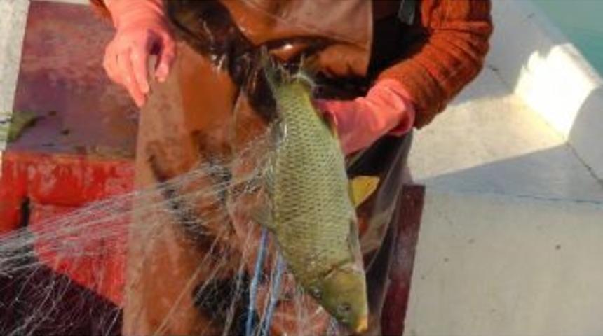 Beyşehir G&ouml;l&uuml; Eski T&uuml;r Balıklarına Yeniden Kavuşacak