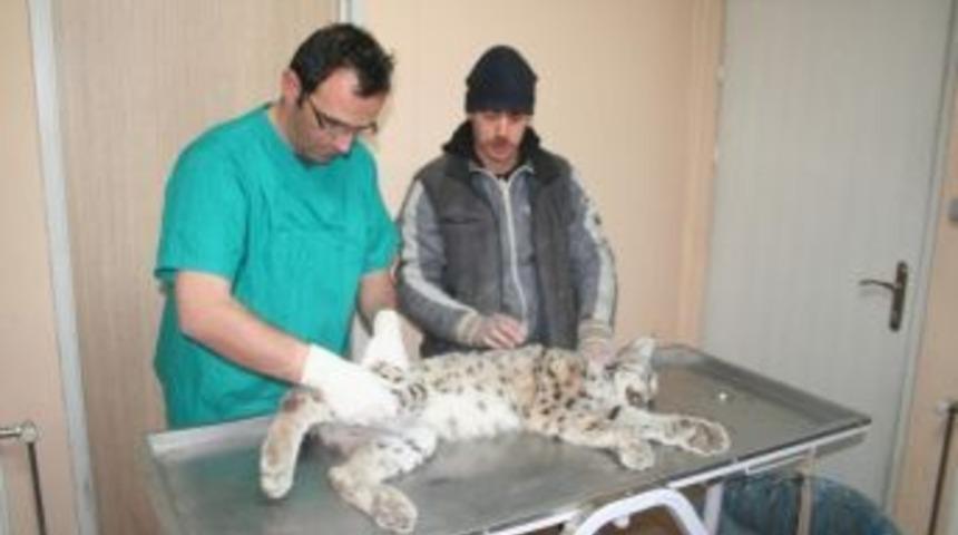 Yaralı Vaşak Kurtarılamadı