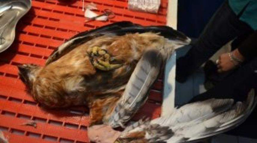 &Ouml;lmek &Uuml;zereyken Bulunan Kartal, Hayata D&ouml;nd&uuml;