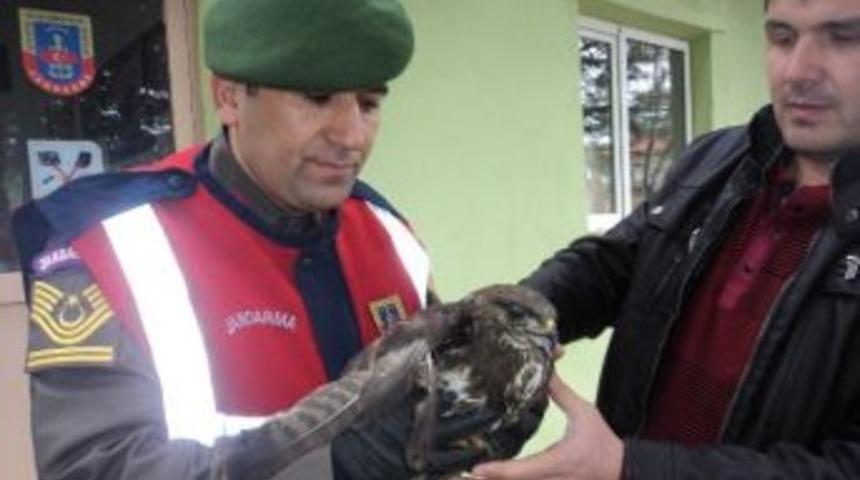 Kanadı Kırık Kartalı Jandarma Kurtardı