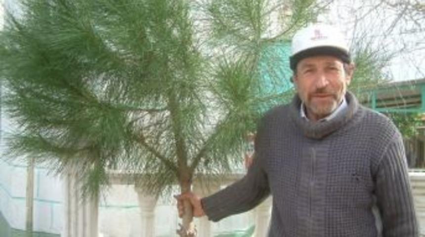 Burhaniyeli &Ccedil;ift&ccedil;i &Ccedil;am Ağa&ccedil;larına Aşı Yaptı