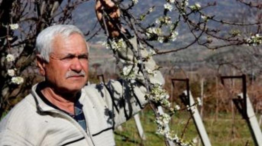 (&ouml;zel Haber) Ege'de Badem Ağa&ccedil;ları &Ccedil;i&ccedil;ek A&ccedil;tı