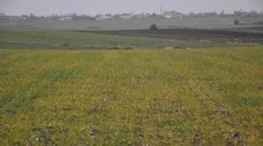 Trakya'da Yaşanan Kuraklık Buğday Gelişimini Etkiliyor
