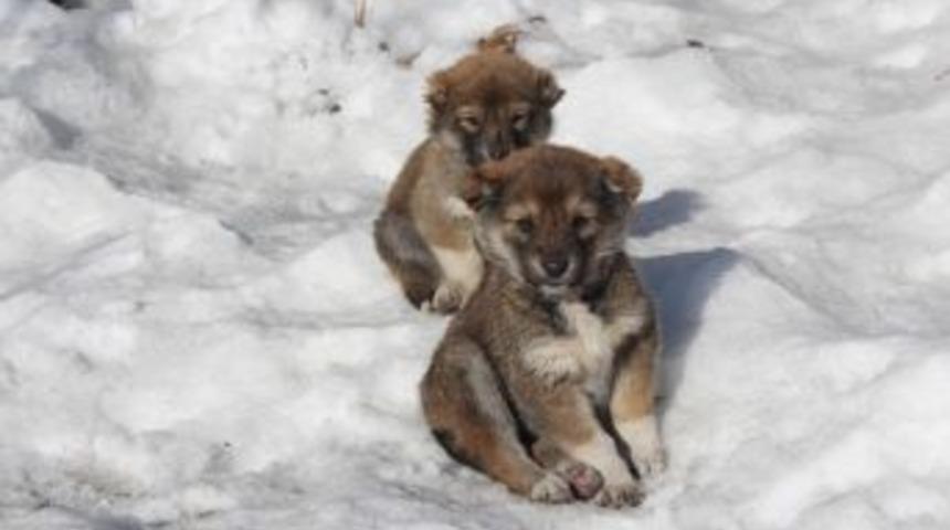 Yavru K&ouml;peklerin Soğuklarla M&uuml;cadelesi