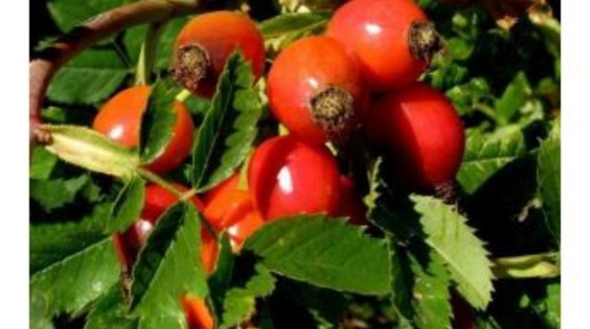 Kış Hastalıklarının Panzehiri &lsquo;kuşburnu&rsquo;