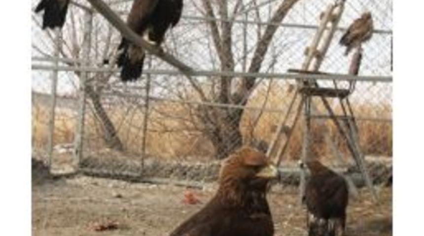 Yy&uuml;&rsquo;de Yaban Hayatı Koruma Rehabilitasyon Araştırma Ve Uygulama Merkezi Kuruldu