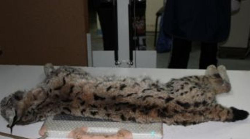 &Ouml;len Vaşak&rsquo;a 3 Saşma İsabet Etmiş