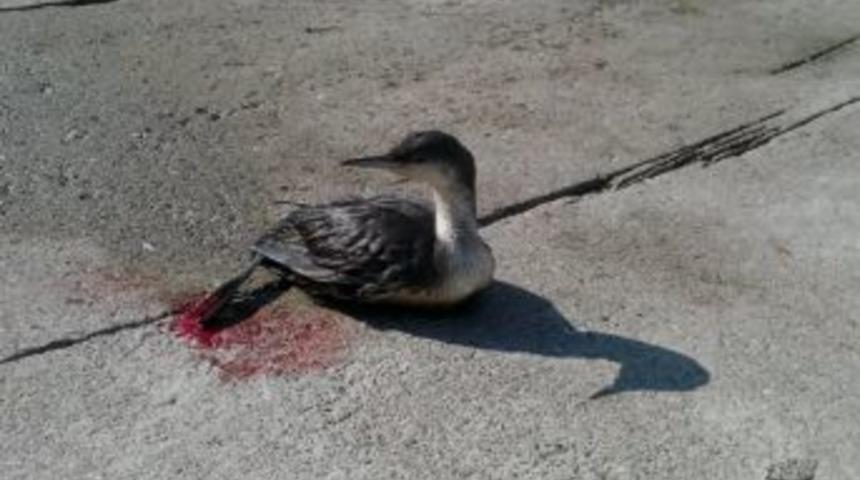 Kanlar İ&ccedil;indeki Karabatak, Kaderine Terk Edildi