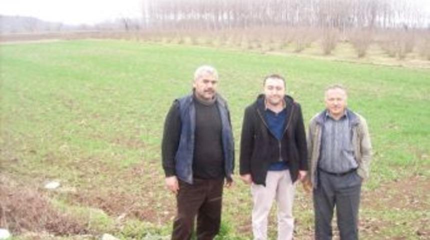 Karasu&rsquo;da Kışlık Yem Bezelyesi Demonstrasyonu Kuruldu