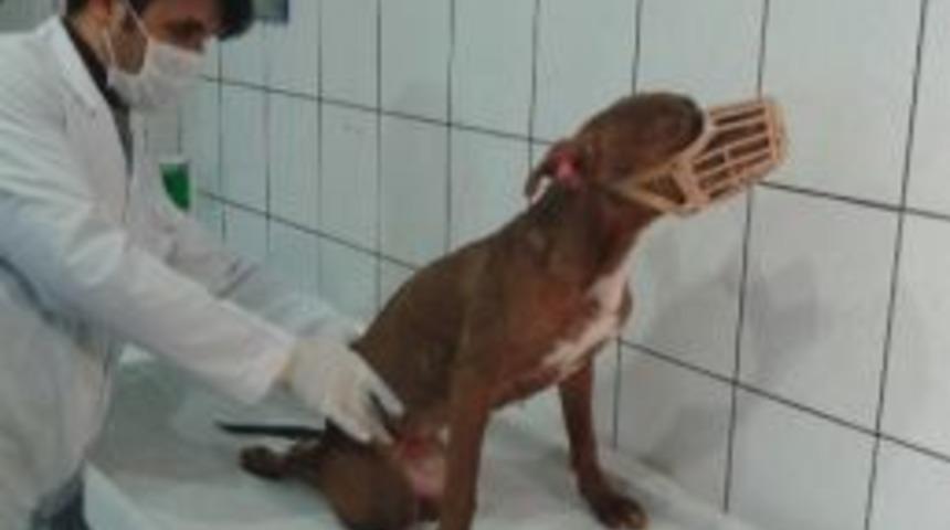 Twıtter'dan Gelen Mesaj K&ouml;peğin Hayatını Kurtardı