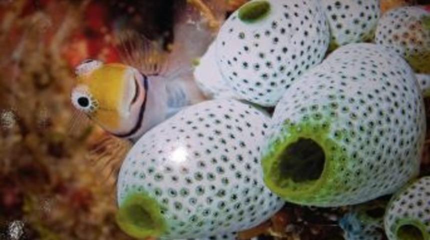 Su Altı Fotoğrafları G&uuml;n Y&uuml;z&uuml;ne &Ccedil;ıktı