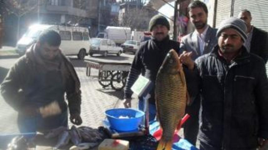 Fırat Nehri Balıklarına Yoğun İlgi