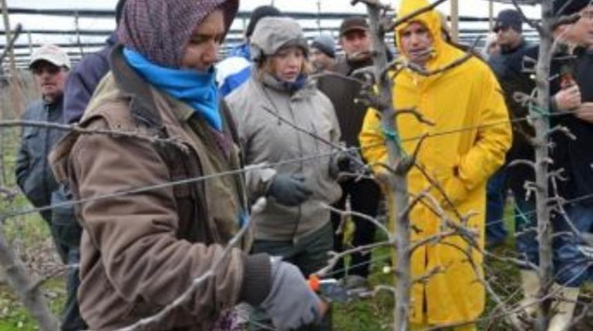 Tekirdağ'da Meyvecilik Bakım Ve Budama Kursu Devam Ediyor