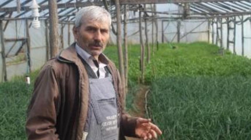 Isıtıcı Bulunmayan Dev &Ccedil;adırda Her T&uuml;rl&uuml; Sebze Yetişiyor
