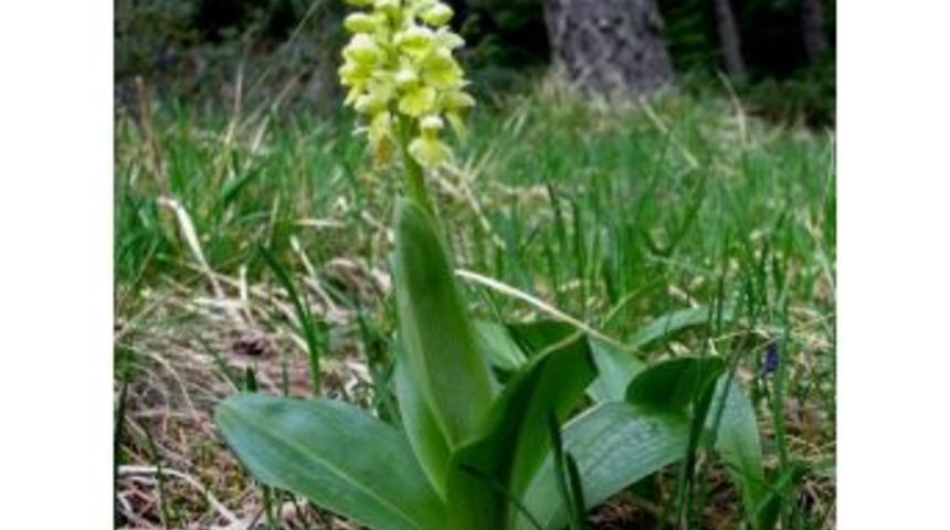 Salep Eylem Planı Uygulamaya Ge&ccedil;iyor