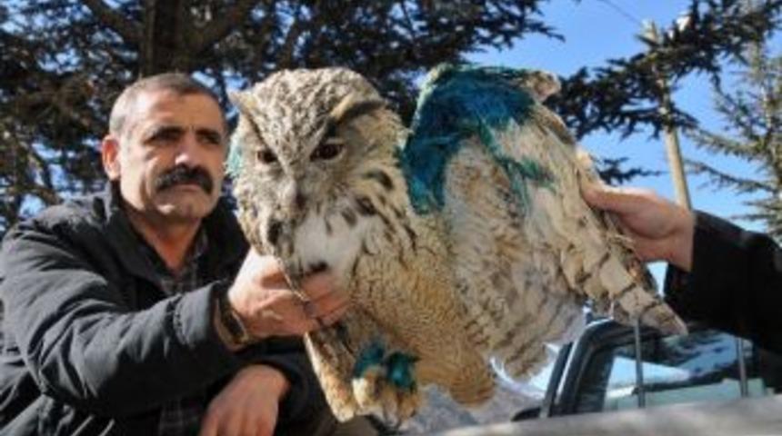 Yaralı Baykuş Tedavi Altına Alındı