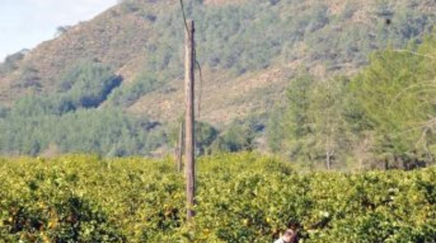 Ortaca&rsquo;da Kablo Hırsızlığı İddiası