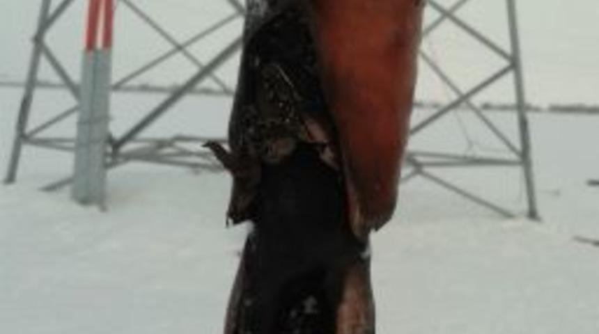 Dondurucu Soğuklar Elektrik Hatlarını Vurdu