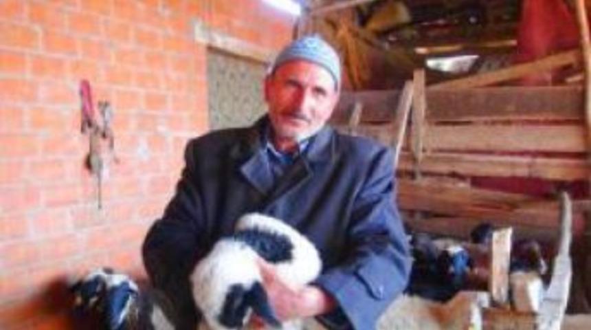 &Ccedil;alıntı Koyunları DNA Testi Ortaya &Ccedil;ıkardı