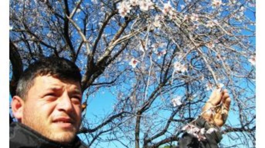 Havran&rsquo;da Bademler &Ccedil;i&ccedil;ek A&ccedil;tı