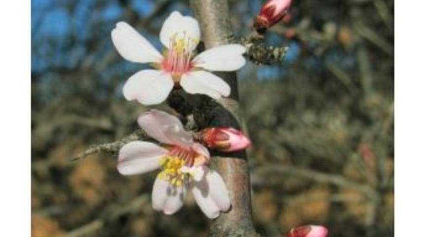 Badem Ağa&ccedil;ları Şubat Ayında &Ccedil;i&ccedil;ek A&ccedil;tı