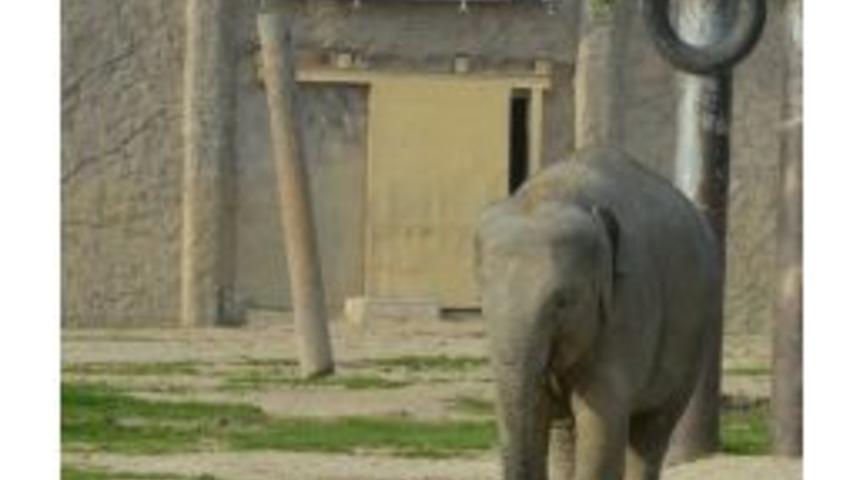 T&uuml;rkiye'de Doğan İlk Fil 'izmir', 3 Yaşına Girdi