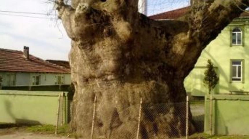 600 Yıllık &Ccedil;ınar Ağacına Koruma