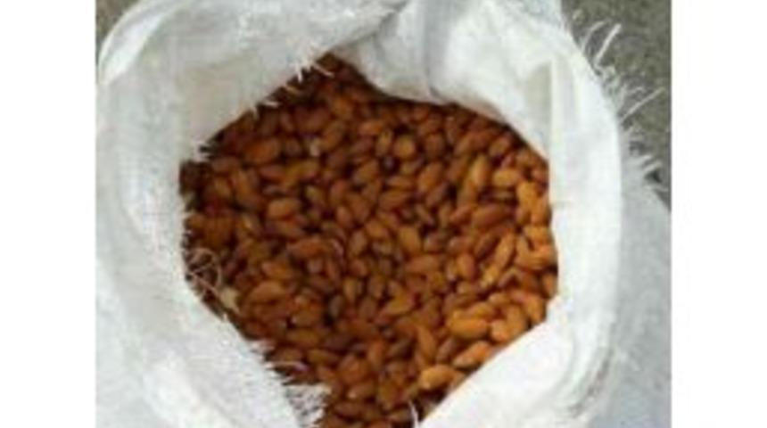 Tonlarca G&uuml;mr&uuml;k Ka&ccedil;ağı Ceviz Ve Badem Ele Ge&ccedil;irildi