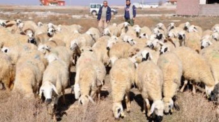 (&ouml;zel Haber) &Ccedil;obanlara Maaşlı Okul