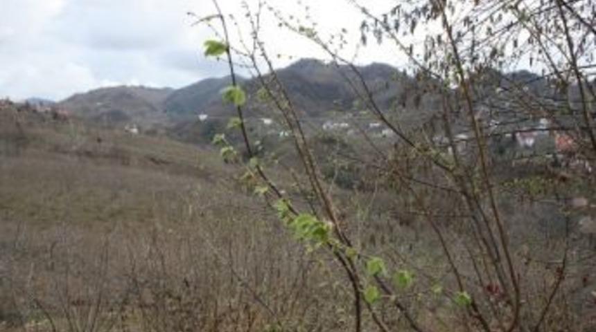 Fındıklar Yaprak, Bah&ccedil;eler &Ccedil;i&ccedil;ek A&ccedil;tı