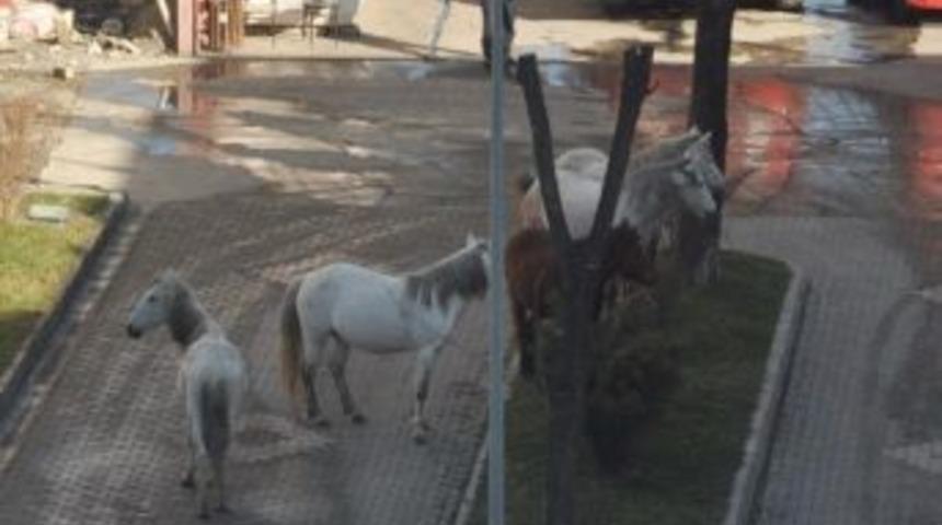 Yılkı Atlar Şehir Merkezinde