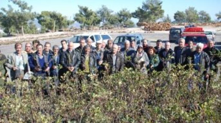 Silifkeli Arıcılara 6 Bin Fidan Dağıtıldı