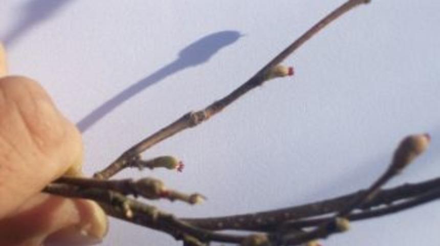 Fındıkta Karanfil Sayımı Başladı