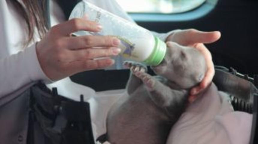 Donmaktan Son Anda Kurtarılan Yavru Ayı Bursa'da