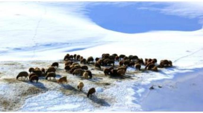 Erzurum&rsquo;da Kışın Hayvancılık &Ccedil;ok Zor