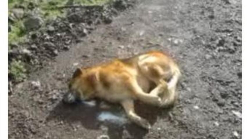 (&ouml;zel Haber) Ferdi Tayfur&rsquo;un Marmaris&rsquo;teki İki K&ouml;peği Zehirlendi