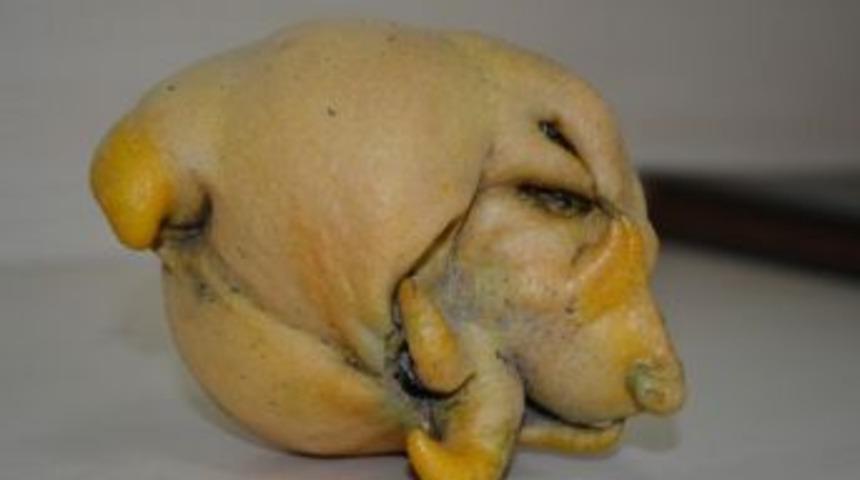 Köpek Görünümlü Limon, Görenleri Şaşırttı